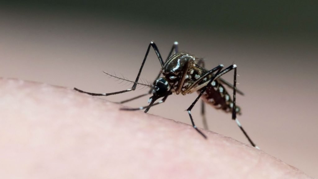 Dengue E1708974319881.jpg