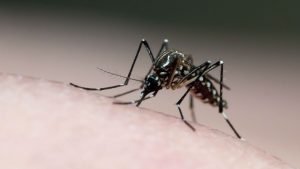 Dengue E1708974319881.jpg
