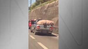 Porcocarro.jpg