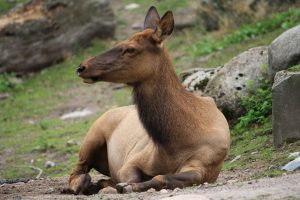 Elk 93272 1280 F80a2a.jpg