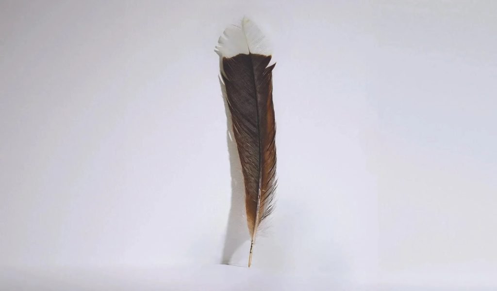 Huia Feather Imagery Webbs 7 Smaller.webp.jpeg
