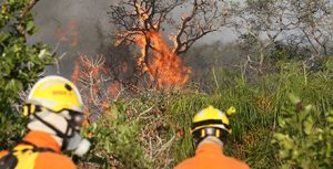STF flexibiliza normas para contratação de brigadistas e liberação de crédito extraordinário para combate a incêndios
