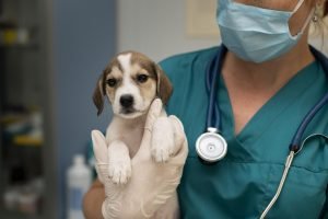 STF suspende lei que obriga castração compulsória de cães e gatos em SP