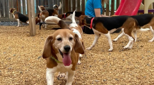Beagle1.png