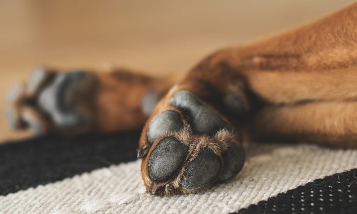 DF é condenado a indenizar tutora por morte de animal após aplicação de vacina