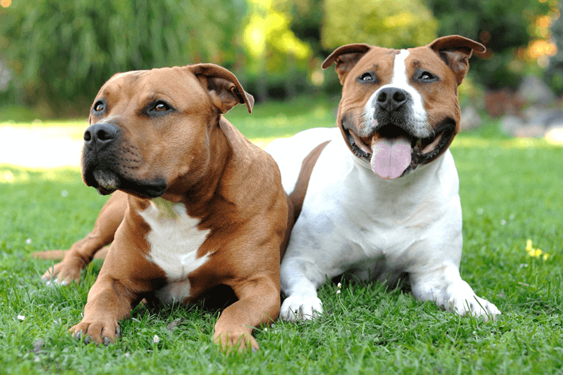 Tutor é condenado a R$ 30 mil por maus-tratos a cães da raça Staffordshire Terrier