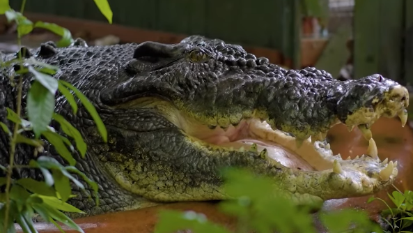 Cassius Crocodilo E1730594538437.png