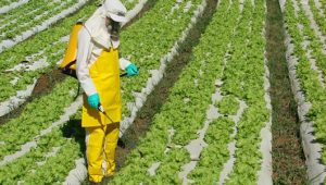STF mantém suspensão de normas que simplificam licenciamento ambiental em atividades com agrotóxico