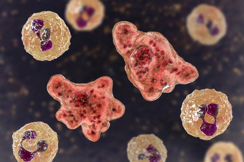 Naegleria Fowleri.jpg