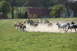 Proprietário que perdeu cavalos após disparo de fogos deve ser indenizado em R$ 50 mil