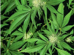 Homem com TDAH e ansiedade obtém salvo-conduto para cultivo de maconha