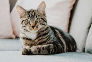 Gata é incluída como coautora em ação judicial sobre maus-tratos em clínica veterinária