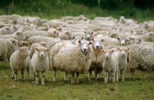 Pedido de indenização por ataque de cães a rebanho é negado