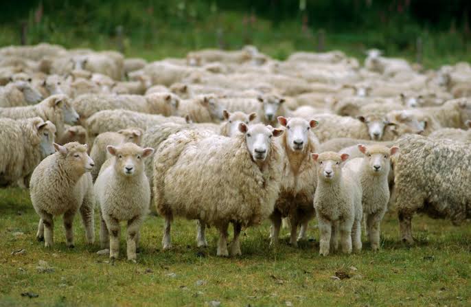 Pedido de indenização por ataque de cães a rebanho é negado