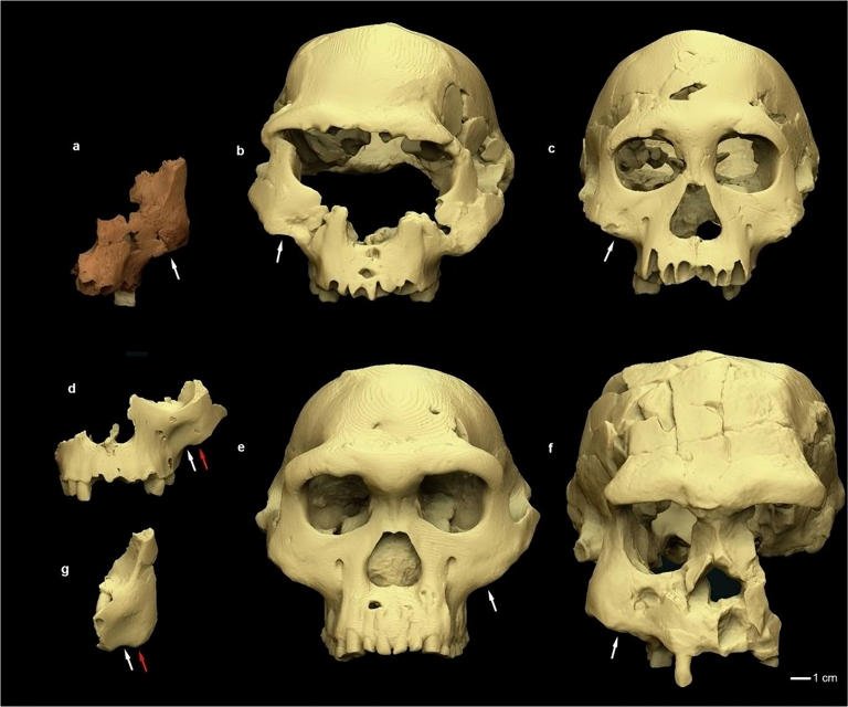 Descoberta Histórica em Atapuerca: "Pink" Revela Segredos de uma Espécie Humana Desconhecida